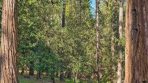 Metsäinen alue, jossa on korkeita puita ja nurmikkoinen polku.