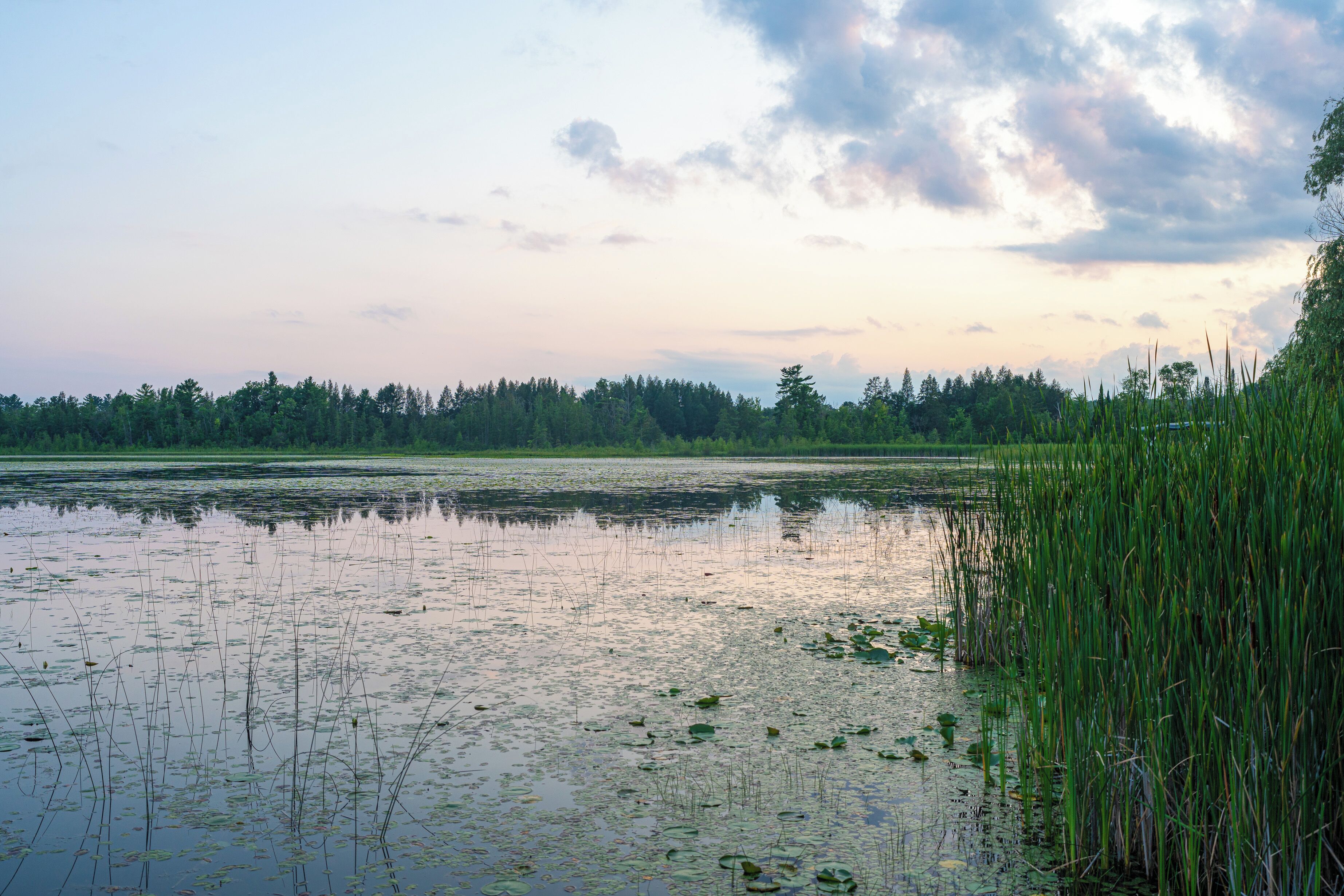 A serene lakeside view with calm water, reeds, and a forest in the background.