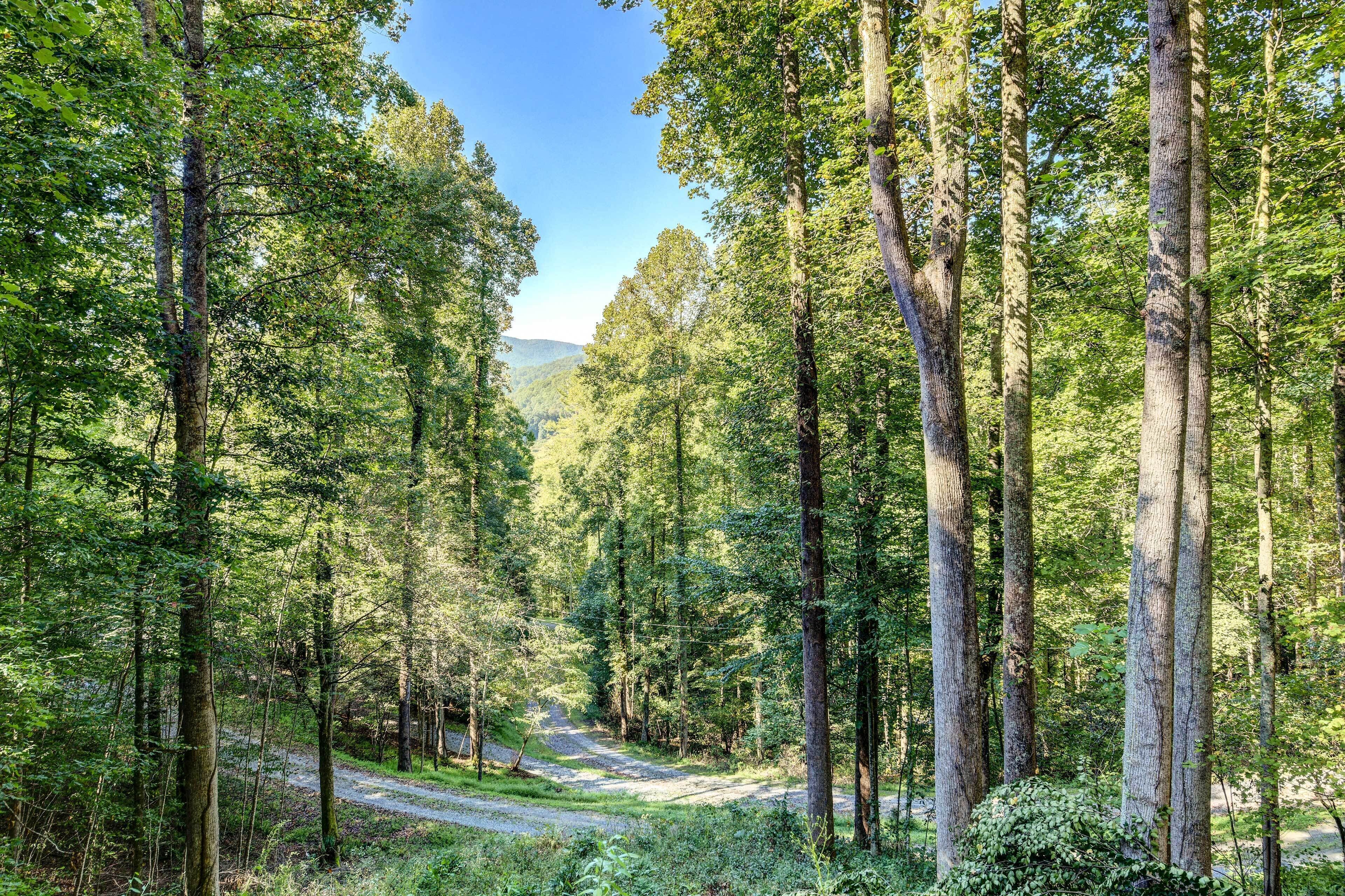 A forested area with a dirt path leading through tall trees.