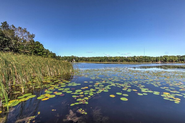 A calm lake with lily pads and tall grasses along the shore. - Lakefront Studio Cabin w/ Dock & Fire Pit! (Westfield)