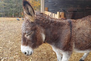 A donkey standing in a barn with hay on the ground. - Rustic & Authentic Farm Stay by Dupont Forest! (Hendersonville)
