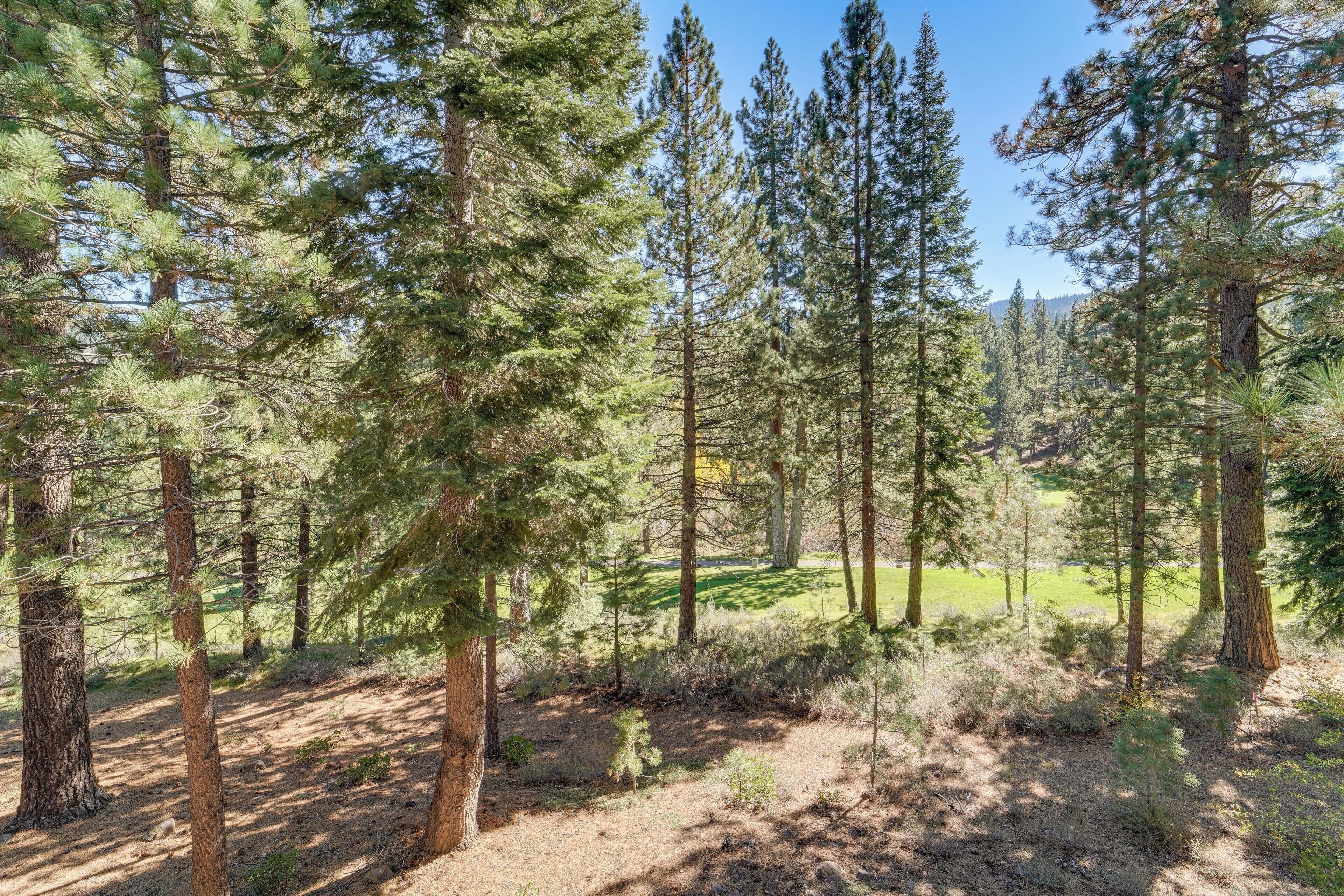 A forested area with tall pine trees and a dirt path.