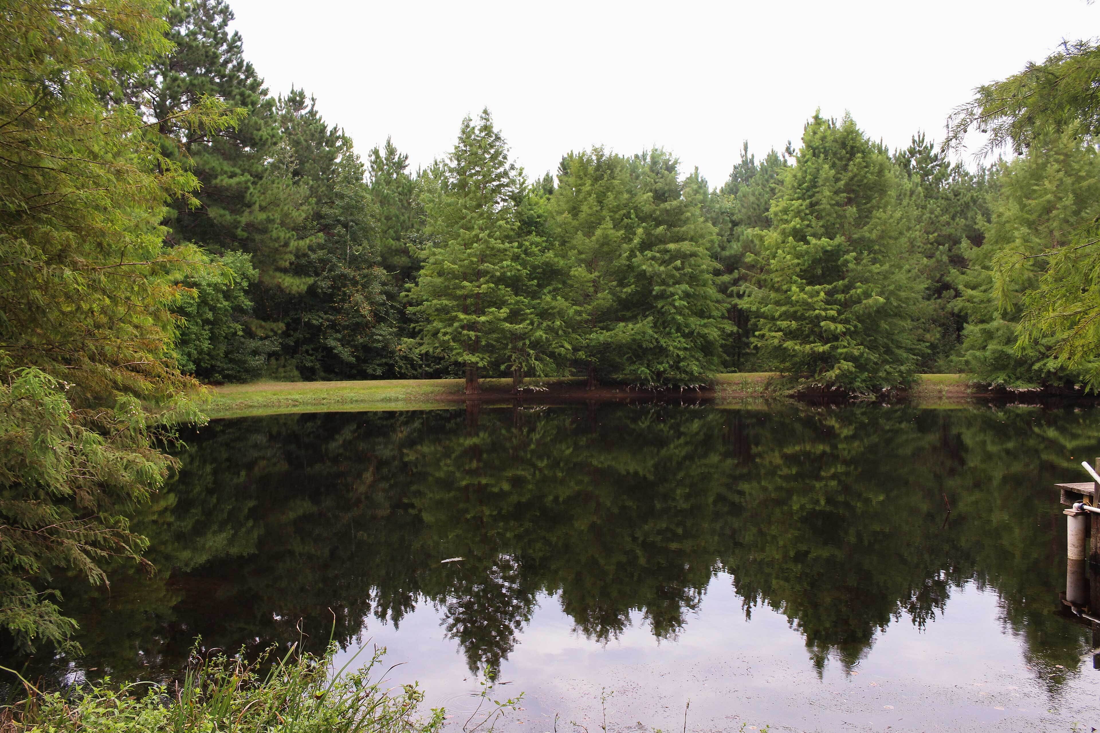 A calm lake surrounded by dense green trees.