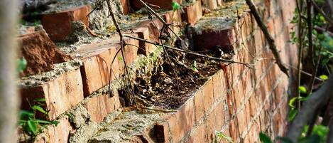 A brick wall with overgrown vegetation and a natural, rustic setting.