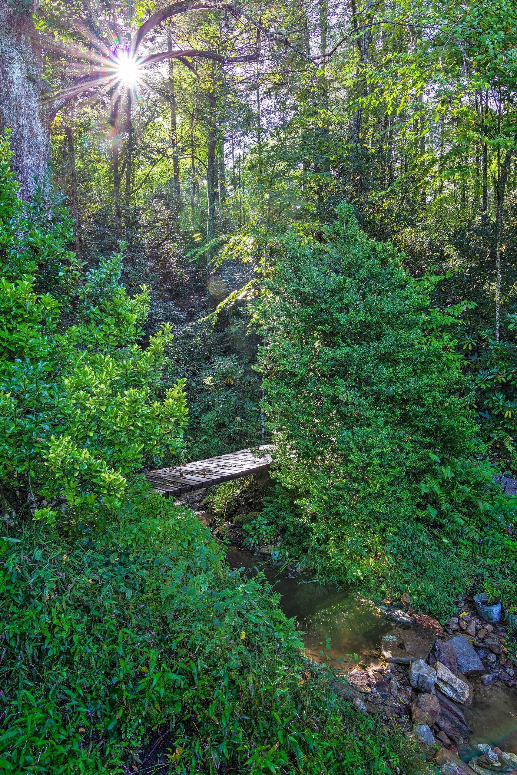 A forested area with a small stream and a wooden bridge.