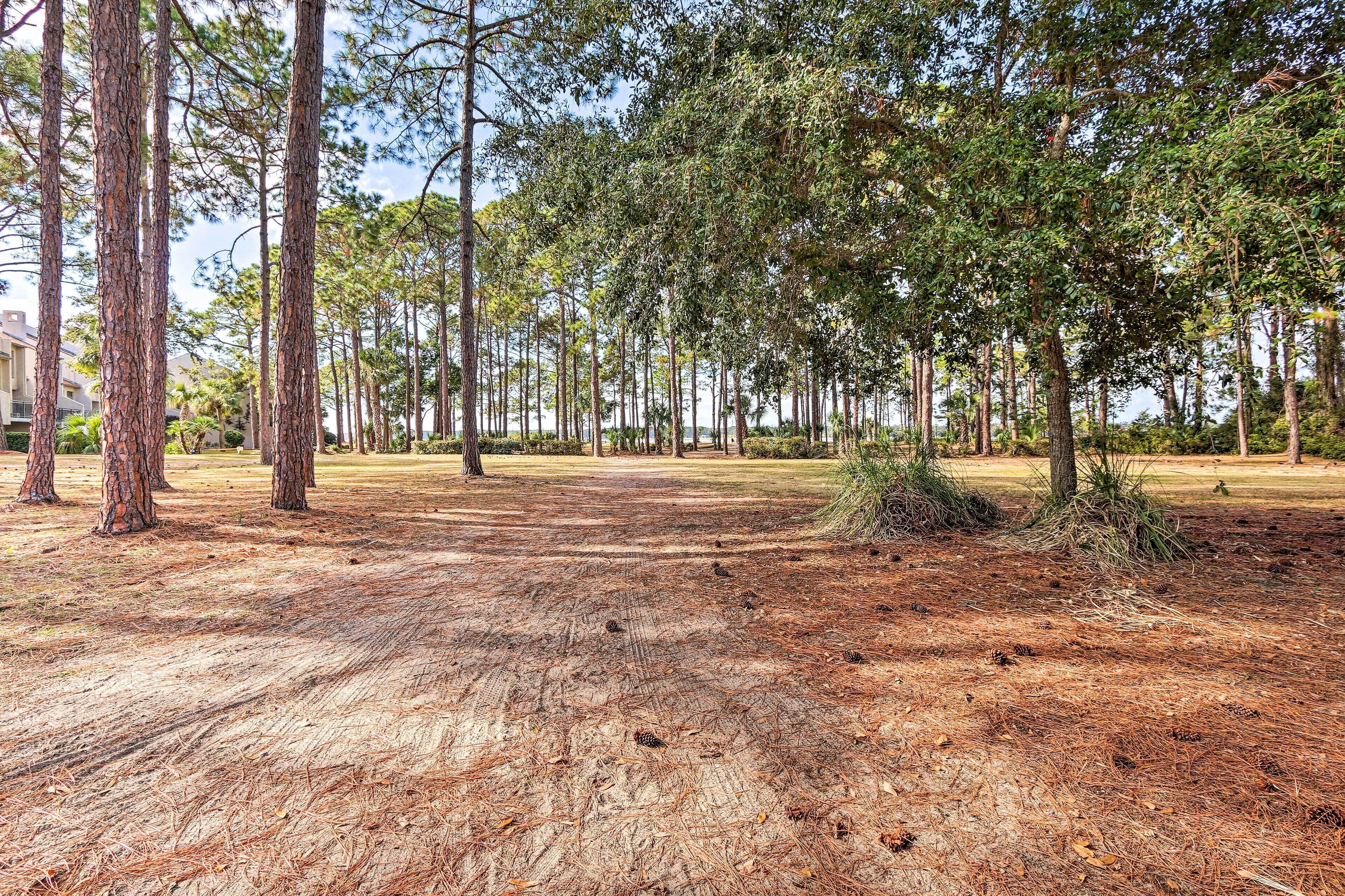 A forested area with tall pine trees and a clear sky.