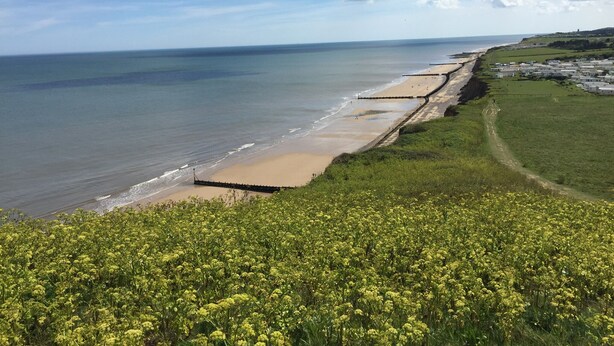 Vista costera con playa, un muro marítimo y un campo de flores amarillas.