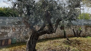 An olive tree with a stone wall and a metal fence in the background.