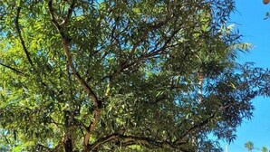 A blue SUV parked in a shaded driveway with a bicycle and a tree providing shade. - Casa Jacarandá - Casa completa (Ipojuca)