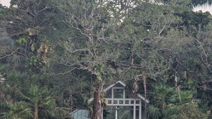 Une jetée en bois mène à un petit kiosque doté d’un toit vert, lequel est entouré d’un feuillage dense.