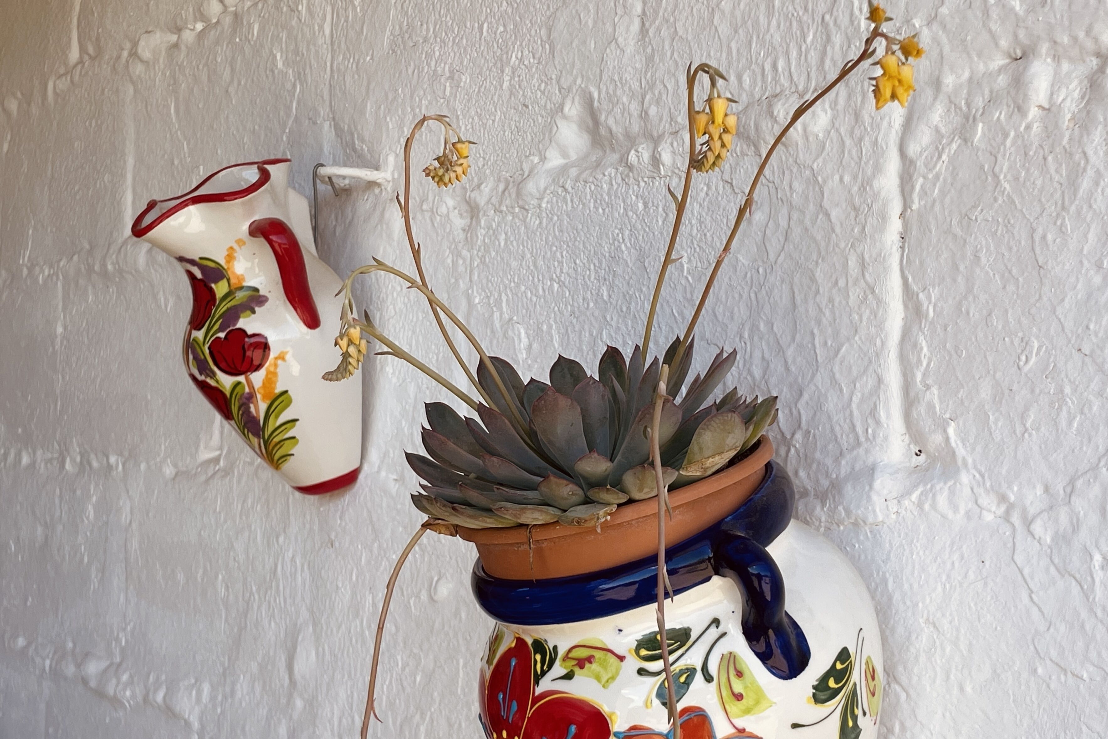Una planta suculenta en maceta sobre una pared blanca con textura.