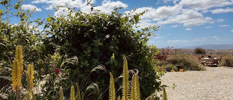 Un jardín con diversas plantas y un área de patio con grava.