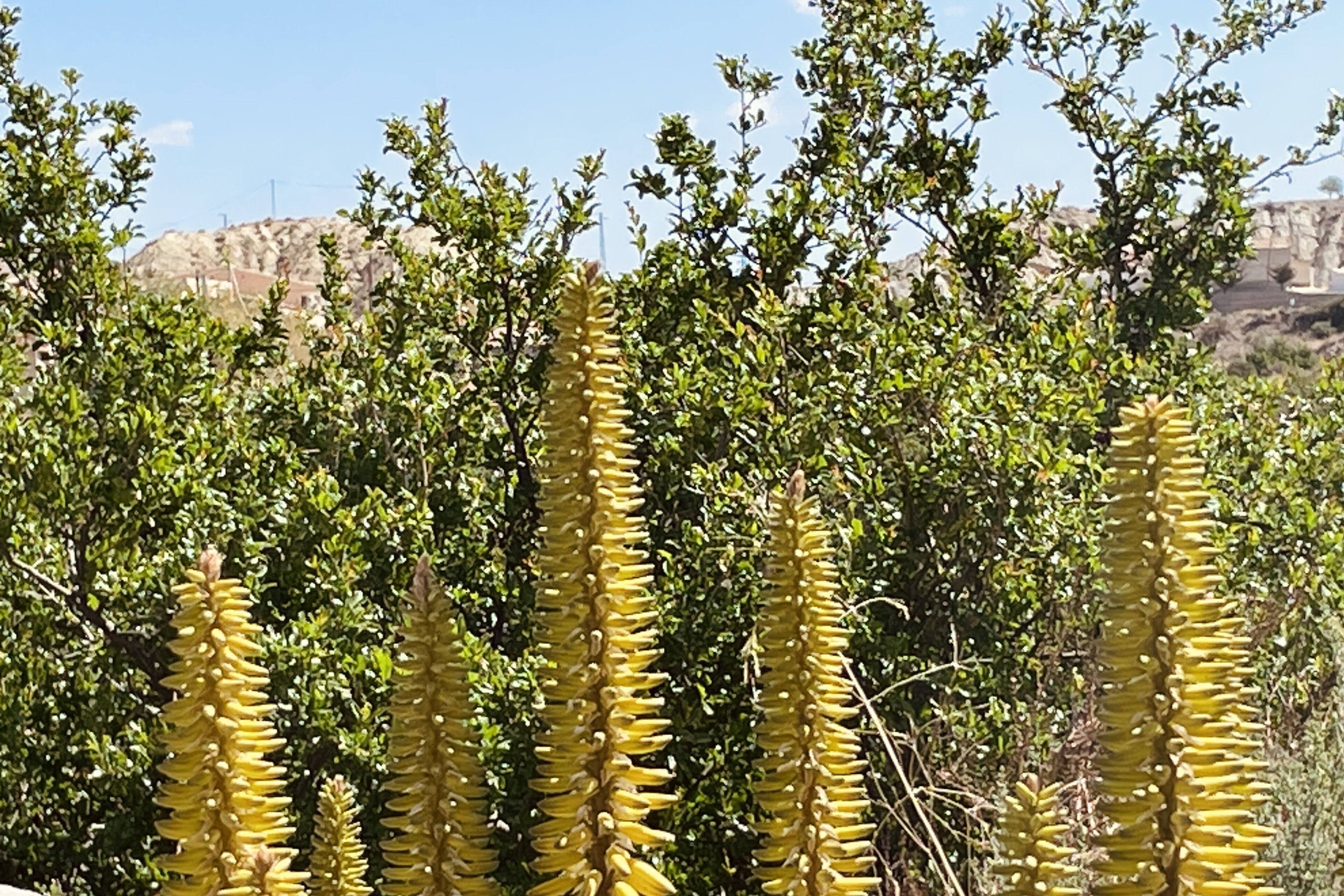 Un paisaje natural con altas plantas amarillas de flores y follaje verde.