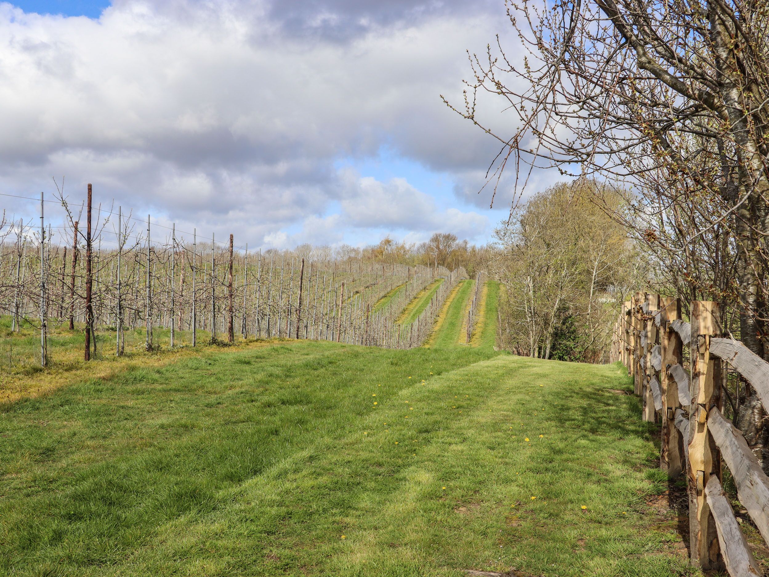 Un vignoble avec des rangées de vignes et une clôture en bois.