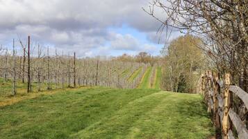 Un vignoble avec des rangées de vignes et une clôture en bois.