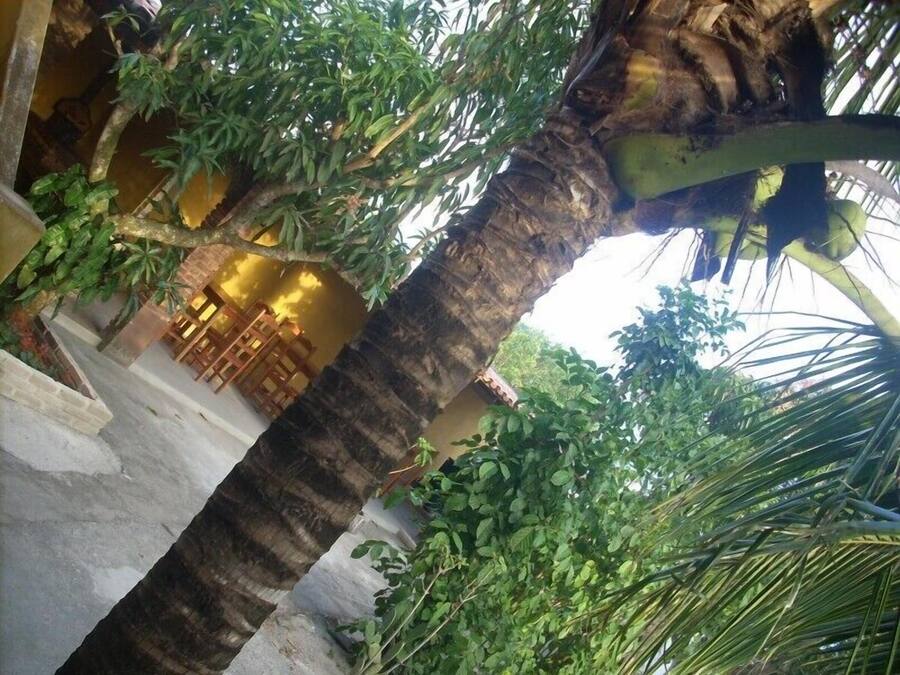 Una palmera, una escalera y la fachada de un edificio con una puerta y ventanas.