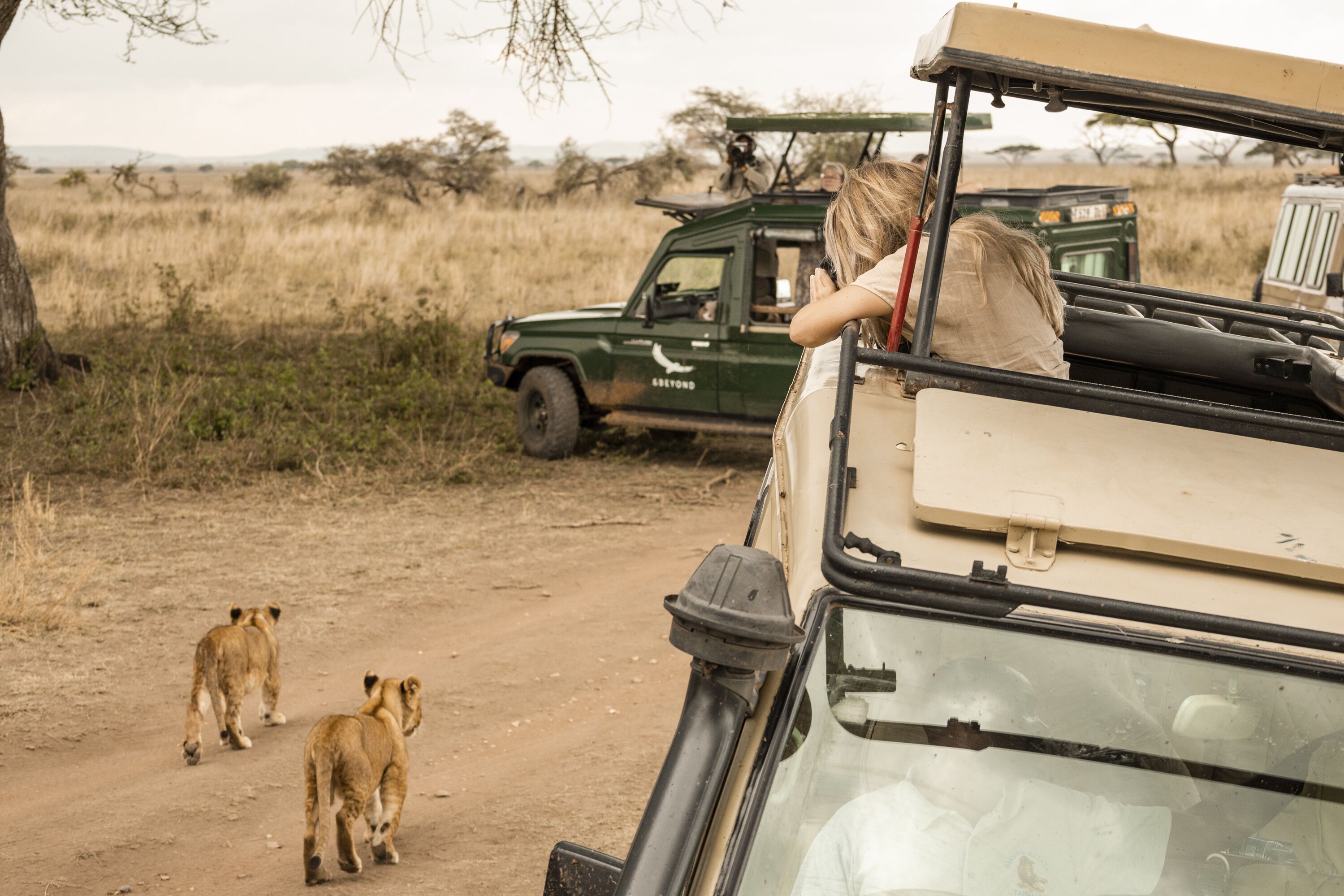 Vehículo safari con una persona observando la fauna.