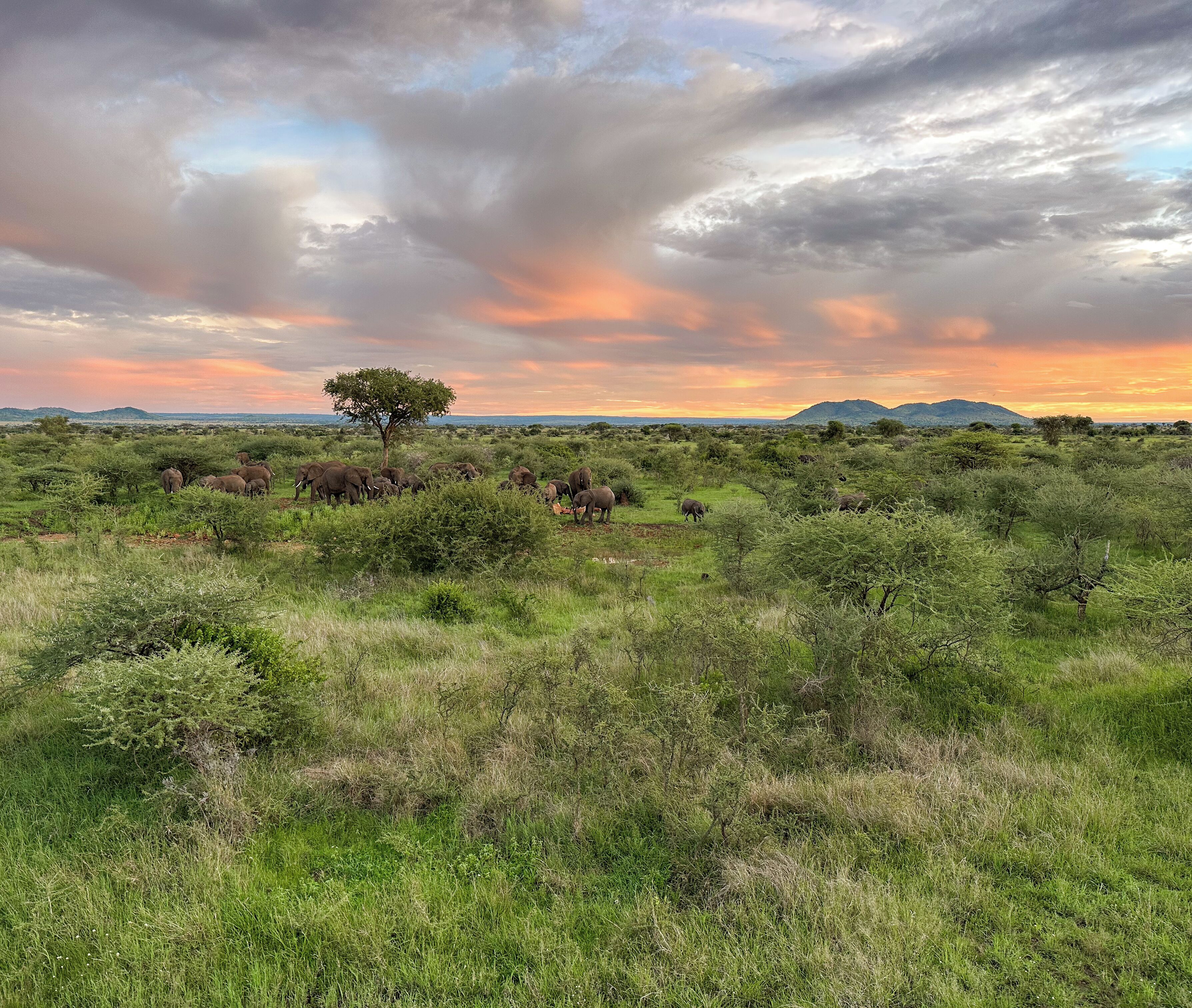 A savannah landscape with elephants and sparse trees.