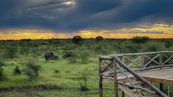 A wooden deck overlooking a savanna landscape with a giraffe in the distance and a sunset in the background.