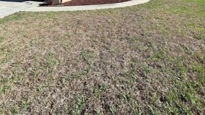Une propriété résidentielle dotée d’un garage, d’une pelouse et d’un petit jardin agrémenté de palmiers.