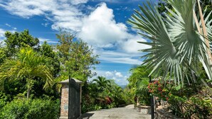 A pathway leading through a lush garden with a variety of tropical plants and a large palm tree.