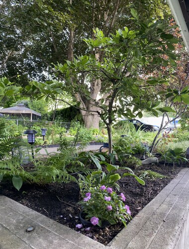 Magical Themed Decor! Pets Welcome! 3 Bedrooms