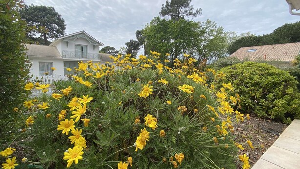Um bairro residencial com uma casa branca, um jardim com flores amarelas e uma sebe.