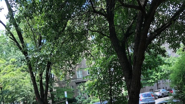 A paved pathway with trees and a brick wall. - Beautifully Renovated DuPont Circle Studio (Washington)