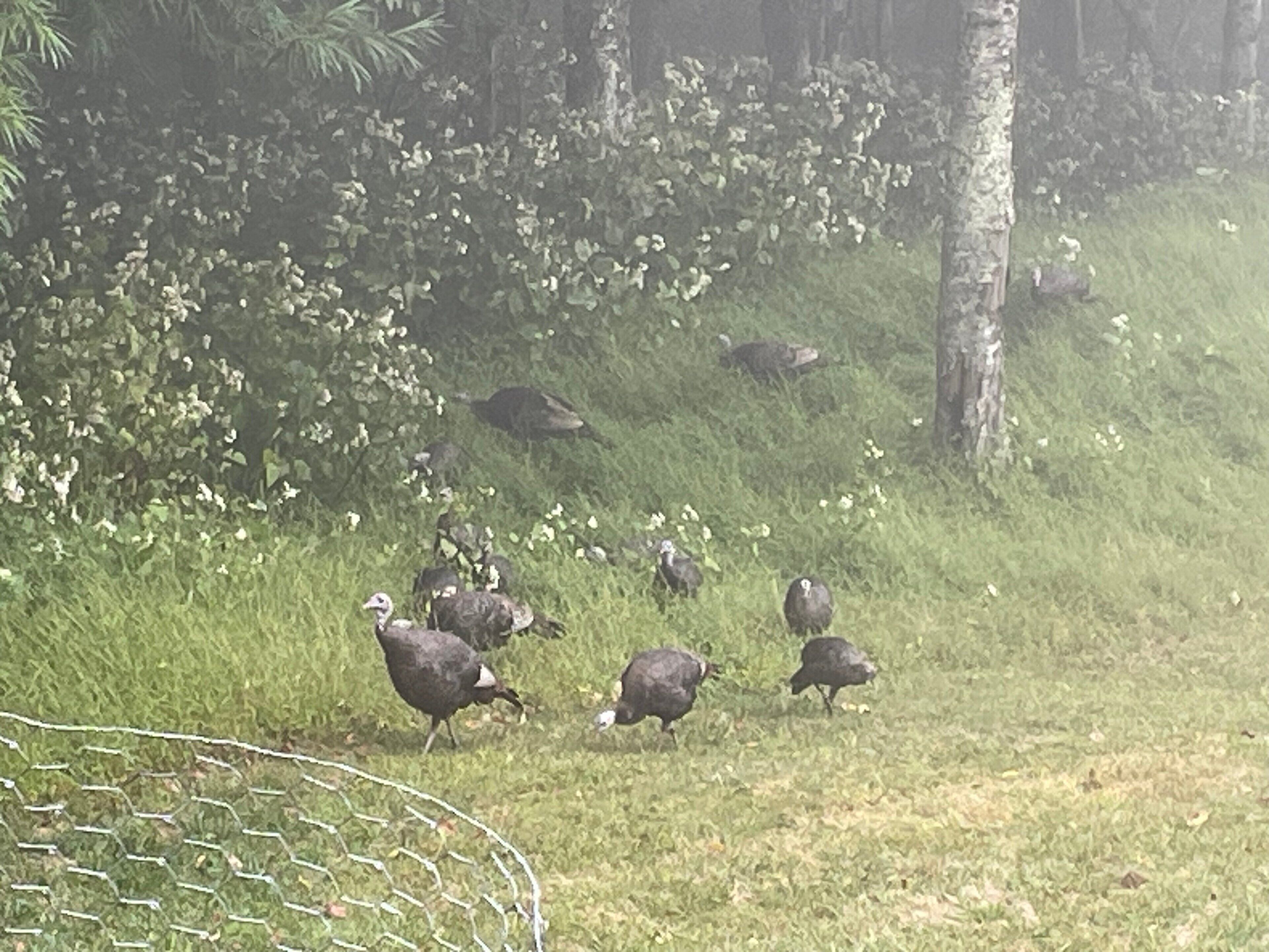 A group of turkeys on a grassy slope with dense foliage in the background.