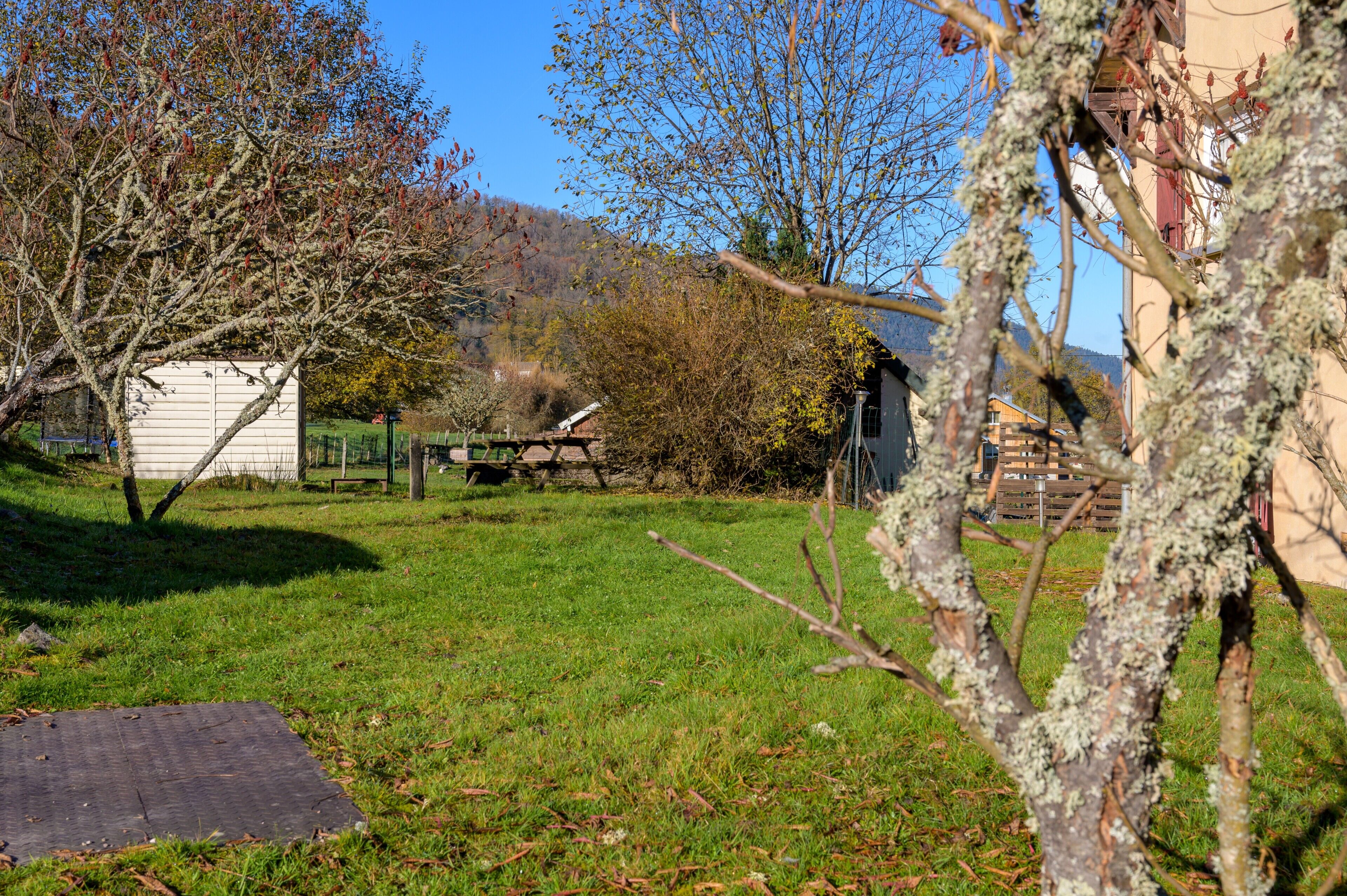 A grassy yard with a shed, a tree, and a building in the background.