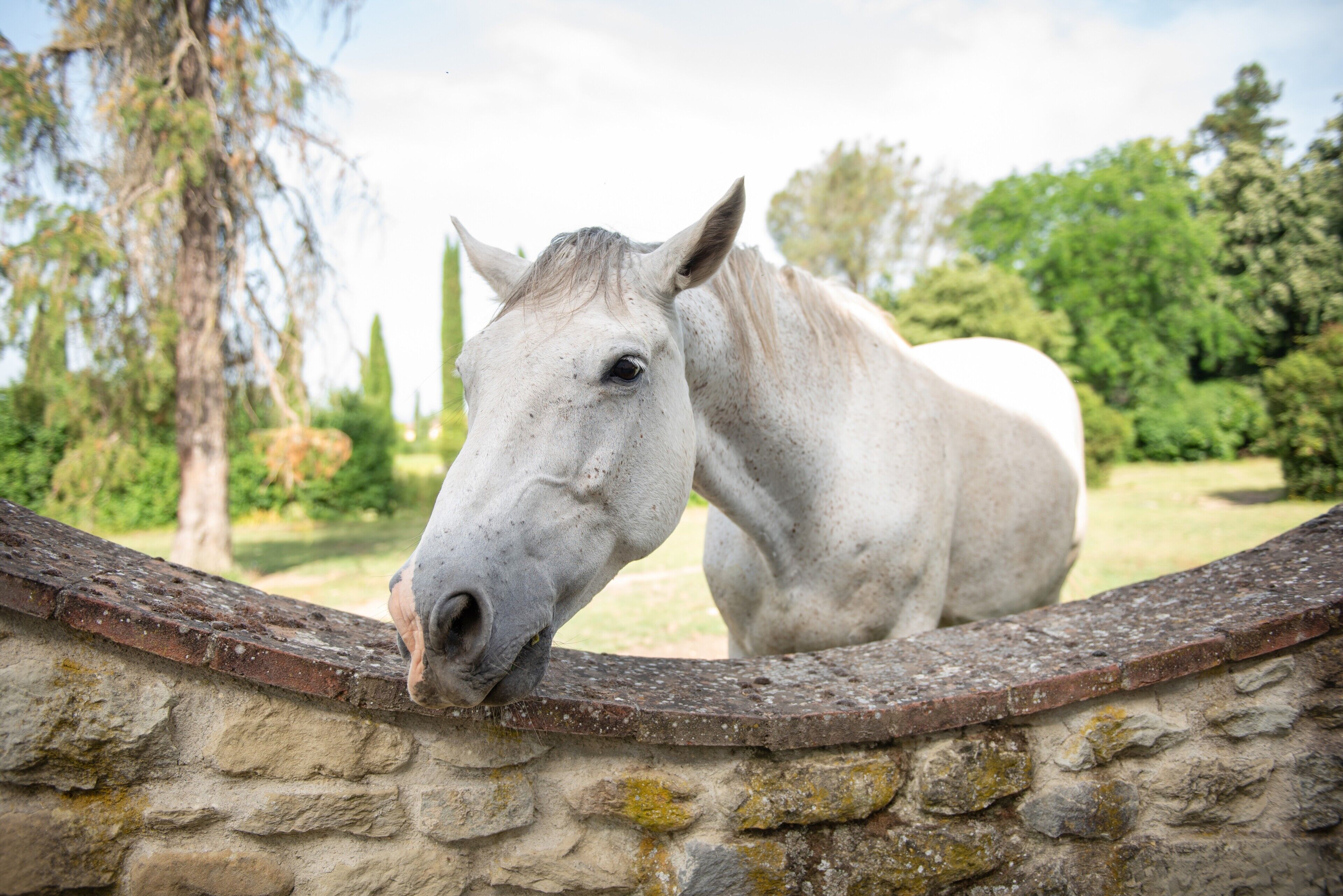 Un caballo blanco detrás de un muro de piedra.
