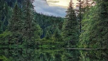 A tranquil forest lake with dense trees and a mountain backdrop.