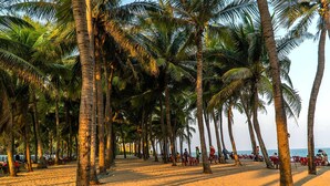 Una spiaggia costeggiata da palme e da sedie rosse, con persone sedute e che passeggiano.