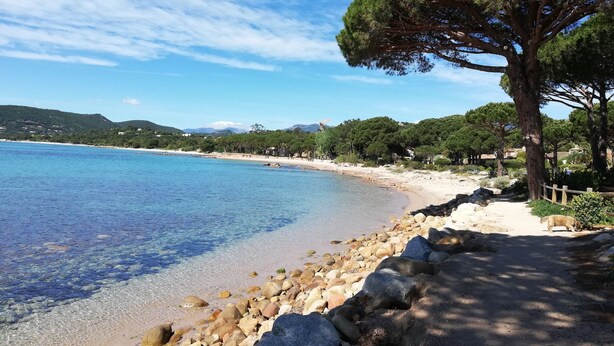 A beach with clear blue water, a rocky shoreline, and a large tree on the right. - Appartement Dans Villa Piscine ET SPA (SAINT LUCIE DE PORTO VECCHIO)