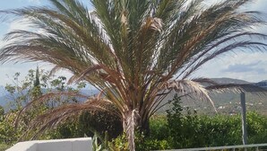 A statue of a woman in a garden with a palm tree and a view of mountains. - Appartement Dans Villa Piscine ET SPA (SAINT LUCIE DE PORTO VECCHIO)