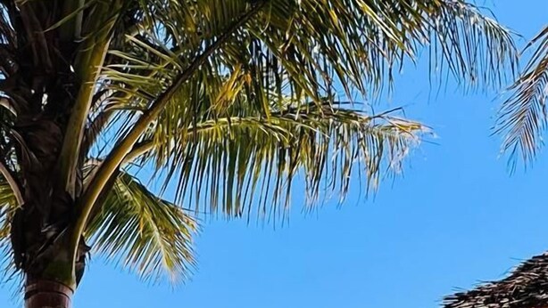 On the beach, white sand, beach umbrellas, beach towels - Karibu beach resort  (Pongwe)