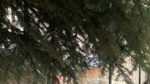 未分類的圖片，第 4 張，共 57 張，按鈕