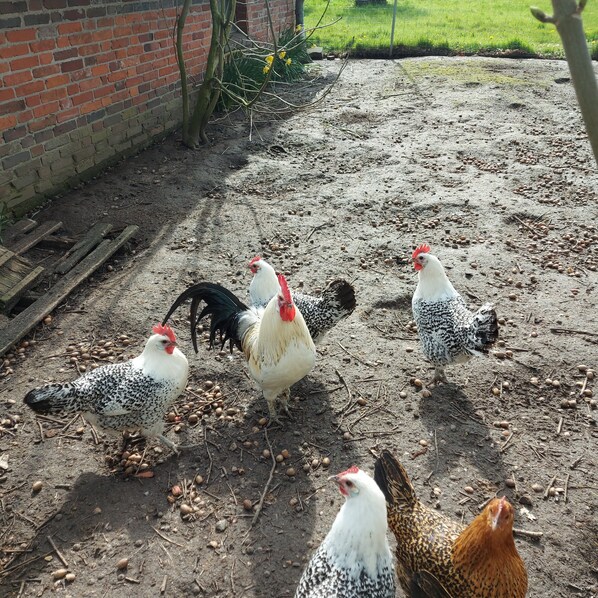 A group of chickens on a dirt ground with scattered nuts.