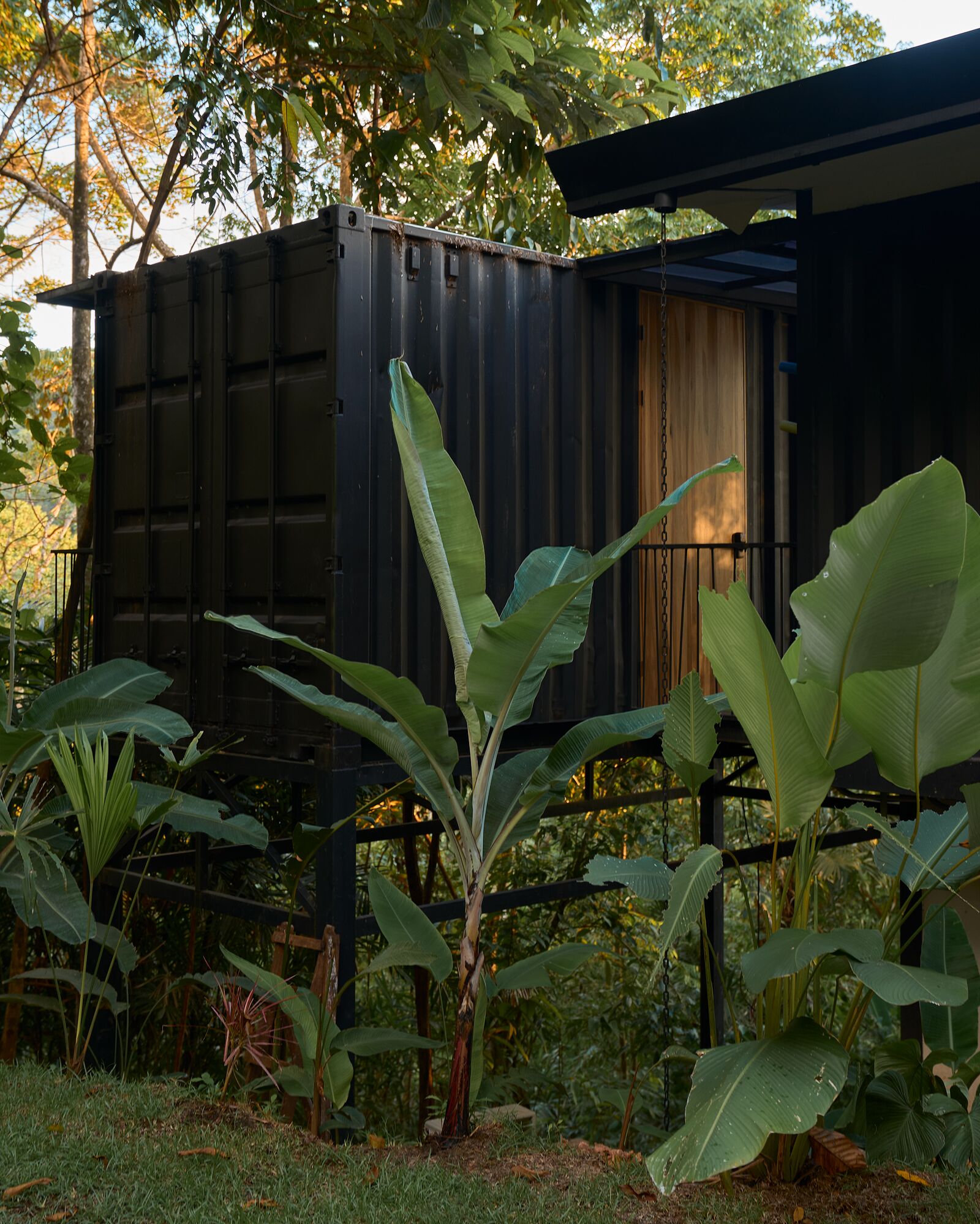 A rustic cabin with a wooden door and large windows, surrounded by lush greenery and banana plants.
