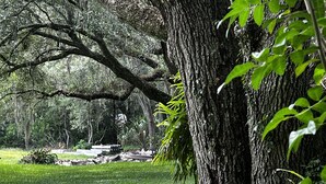 Un parque arbolado con una zona de césped y una estructura de piedra al fondo.