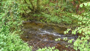 Un petit ruisseau aux eaux claires, bordé d’une végétation luxuriante et d’arbres.
