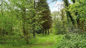 Un sentier bordé d’arbres, traversant une forêt où la végétation est luxuriante.