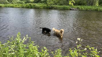 Animaux de compagnie acceptés