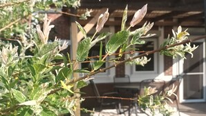 Una planta con hojas variegadas y flores brotando en un jardín.