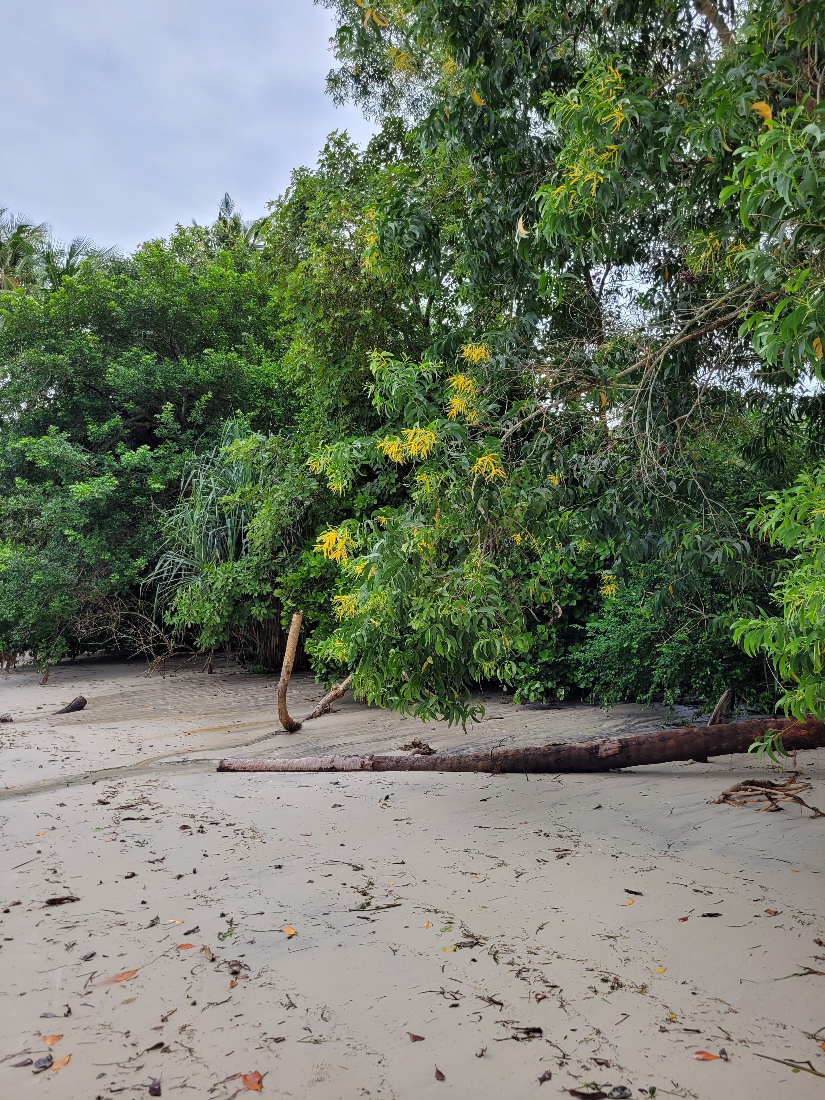 A natural landscape with dense greenery and a sandy area with scattered debris.