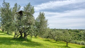 A rustic wooden structure surrounded by olive trees in a lush green field. - Lovely home in Farnese (Farnese)
