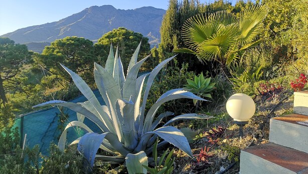 Ein Garten mit verschiedenen Pflanzen, einem weißen, kugelförmigen Objekt und einem Berg im Hintergrund.