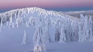 A snow-covered landscape with a row of trees and a clear sky. - Hotel Iadolina (Budureasa)
