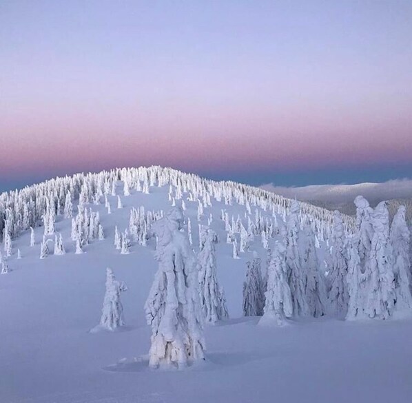 Un paisaje nevado con una fila de árboles y un cielo despejado.