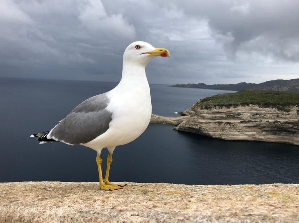 Una gaviota posada sobre una roca en la costa.